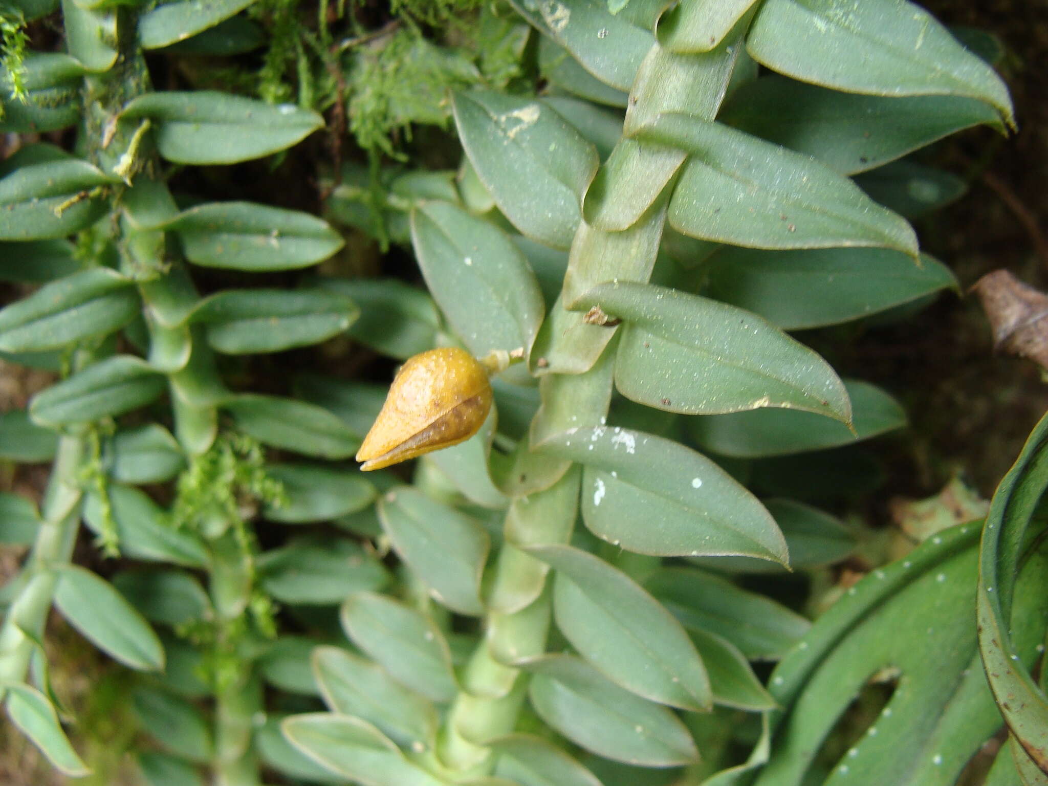 Dichaea muricatoides Hamer & Garay的圖片