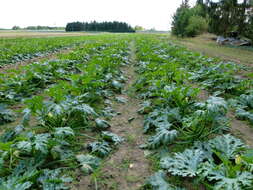 Image of field pumpkin