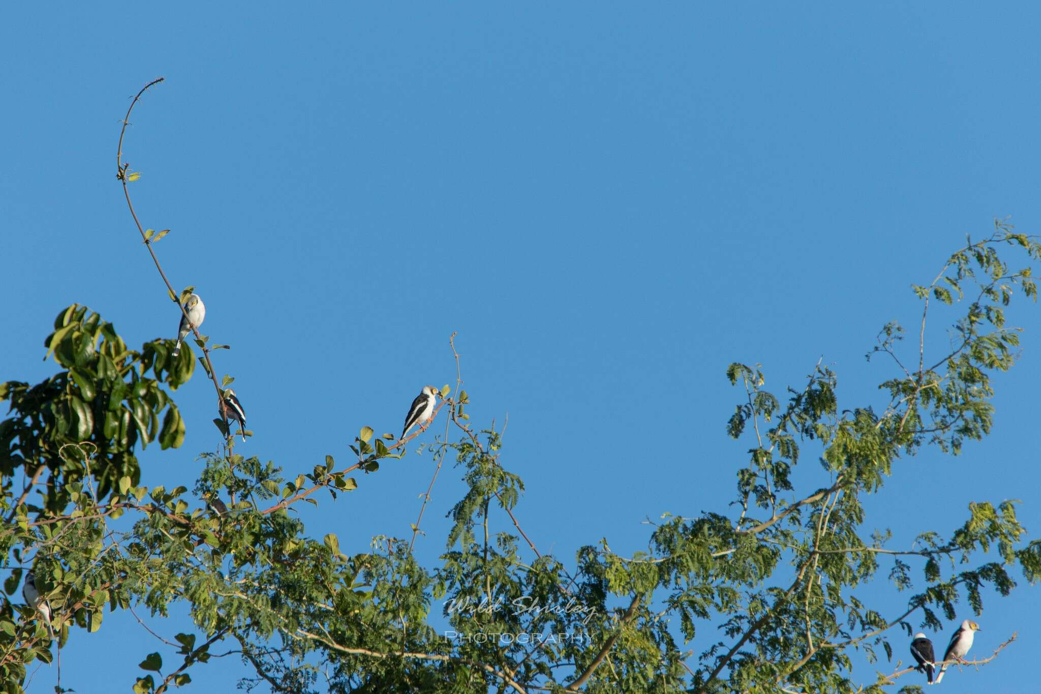 Image of White Helmet Shrike