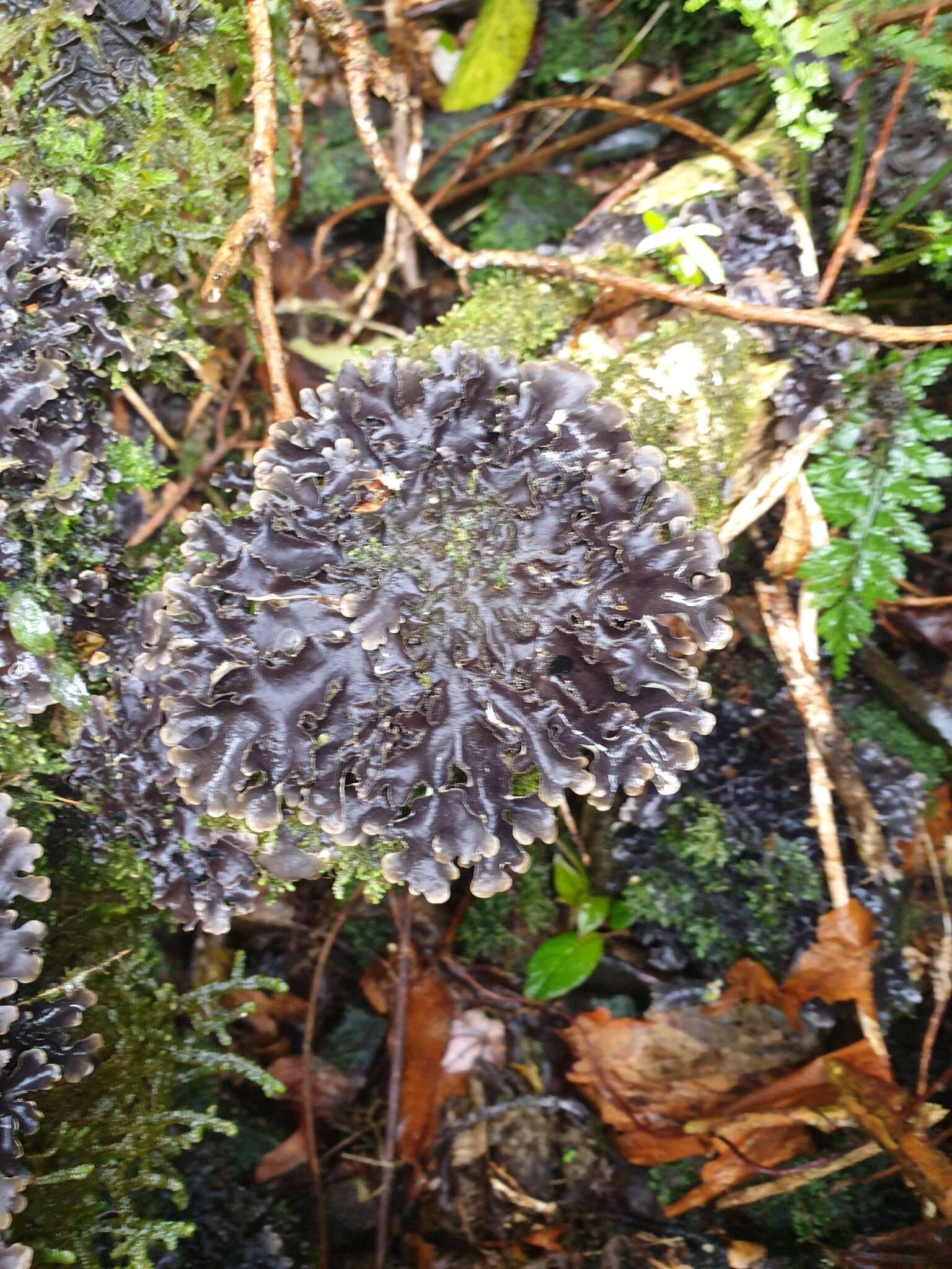 Image of Pseudocyphellaria dissimilis (Nyl.) D. J. Galloway & P. James