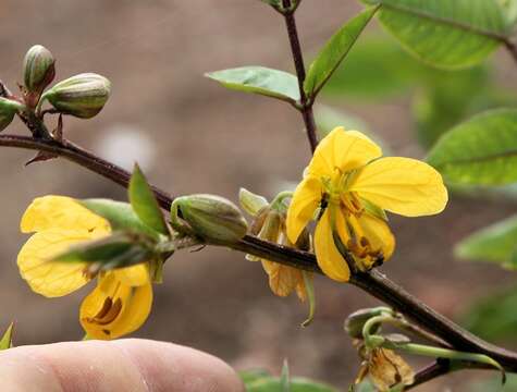 Image of septicweed