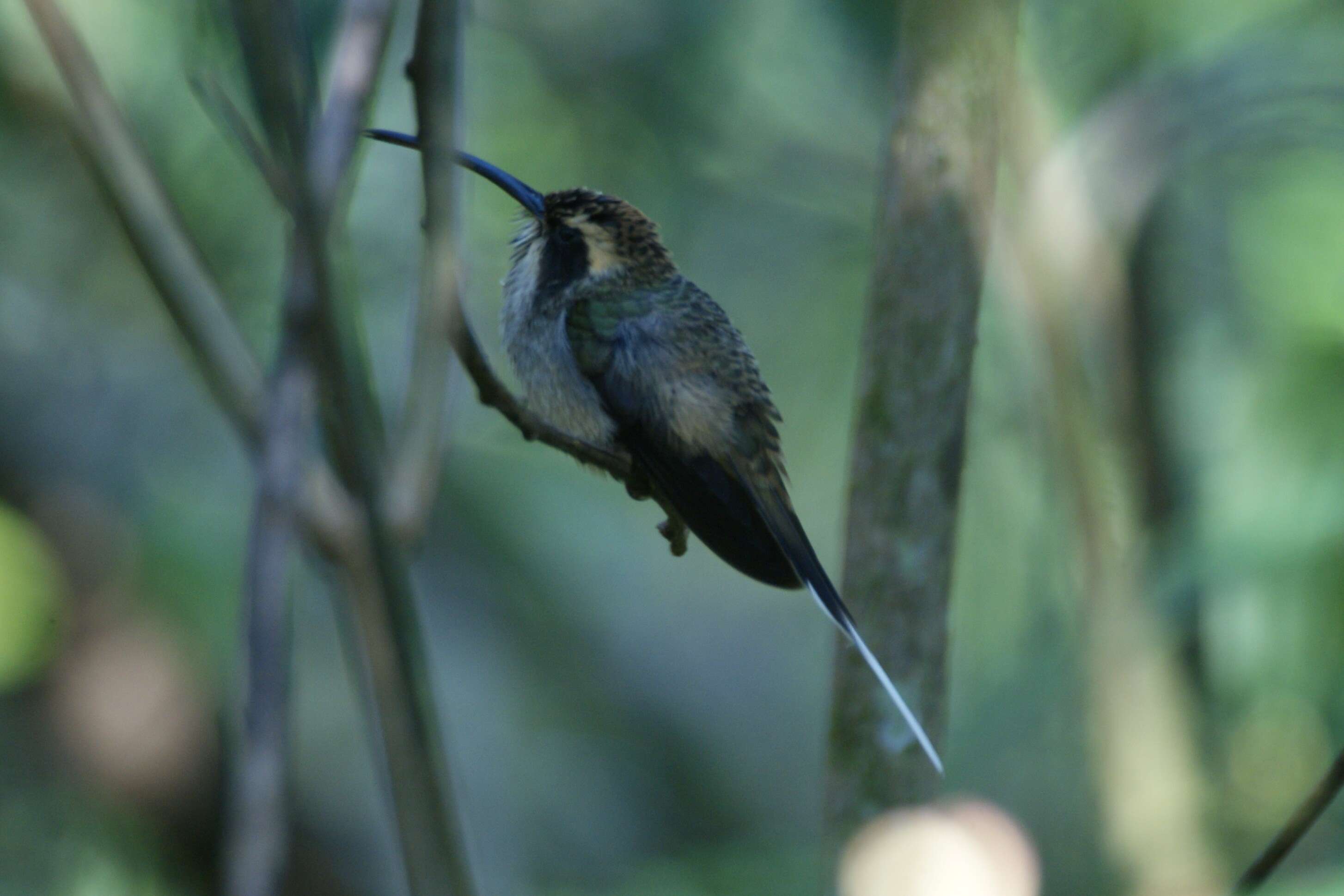 Image of Scale-throated Hermit