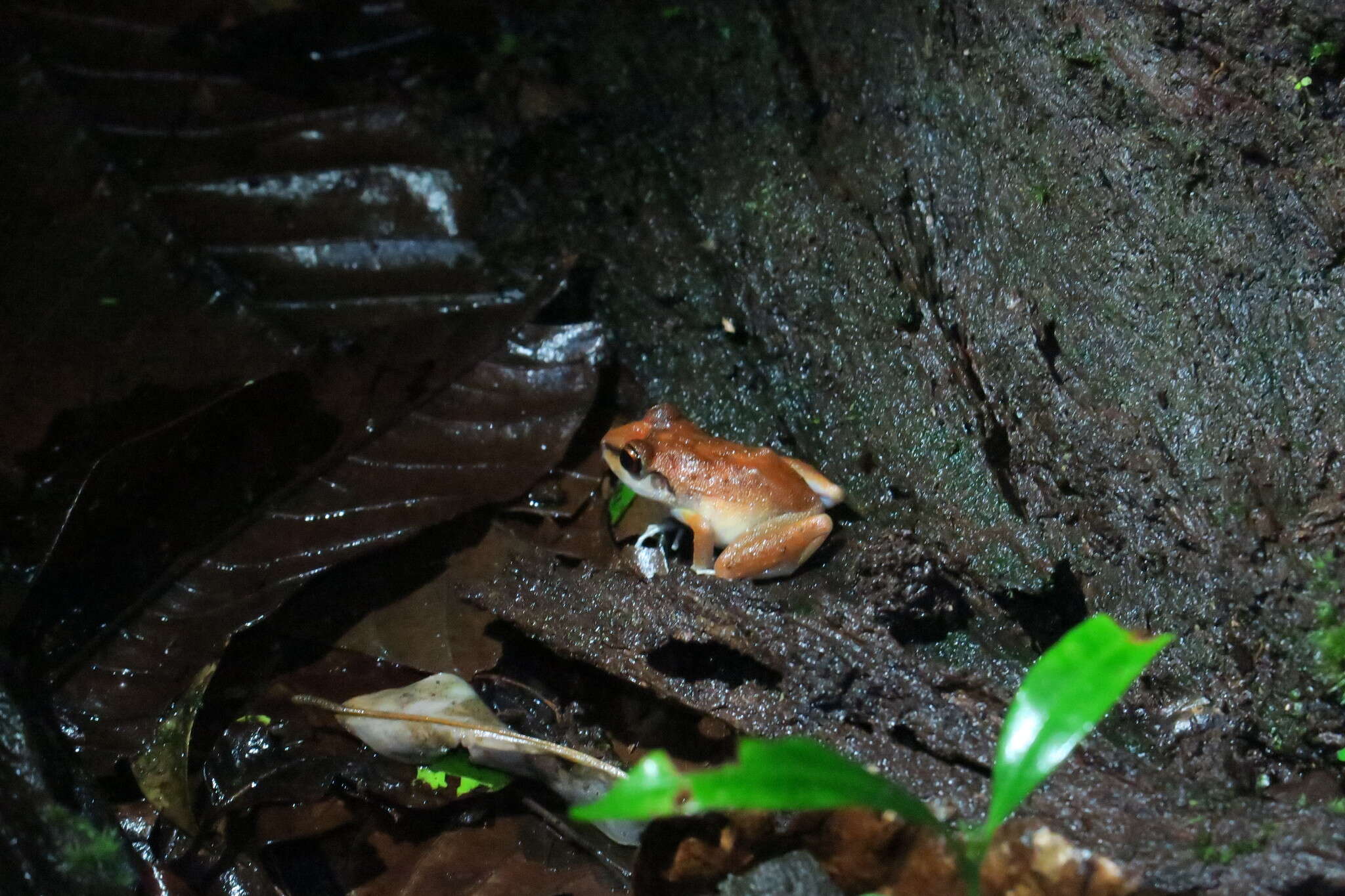 Image of Pristimantis zeuctotylus (Lynch & Hoogmoed 1977)