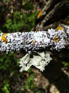 Imagem de Ramalina sinensis Jatta