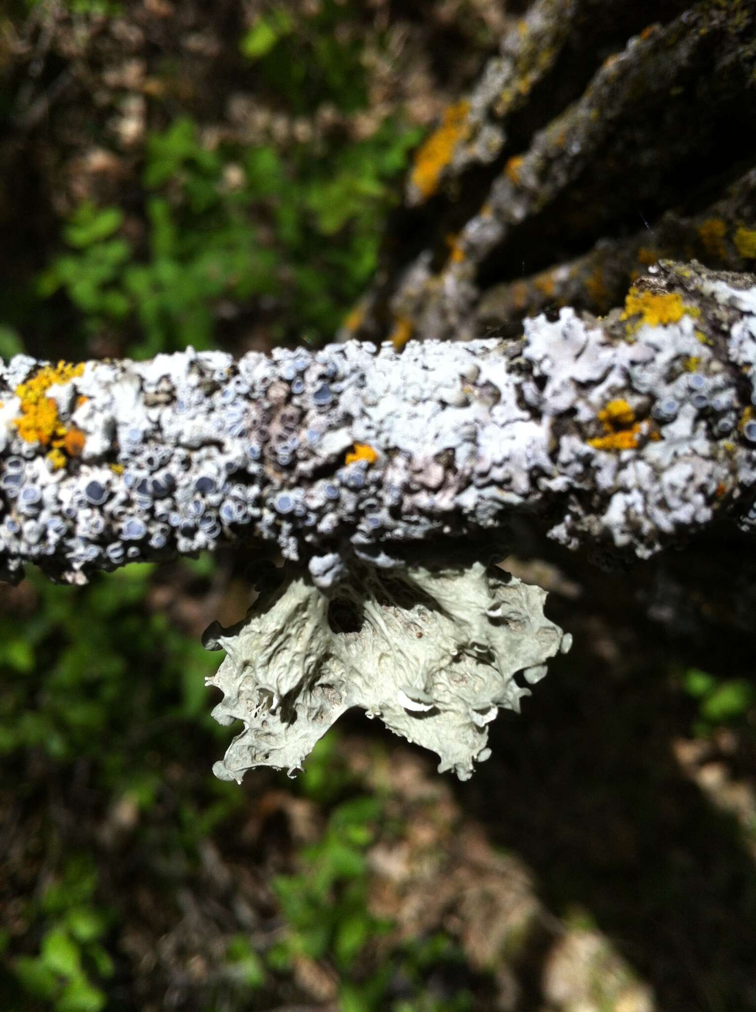 Image of cartilage lichen