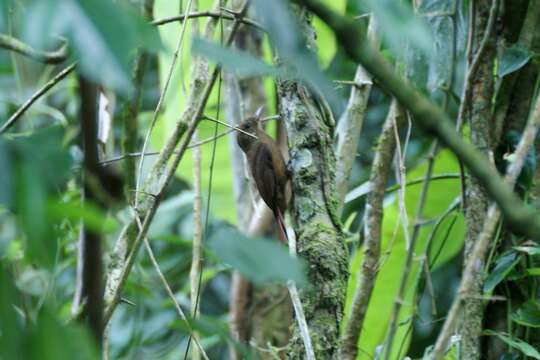 Image of Plain-winged Woodcreeper