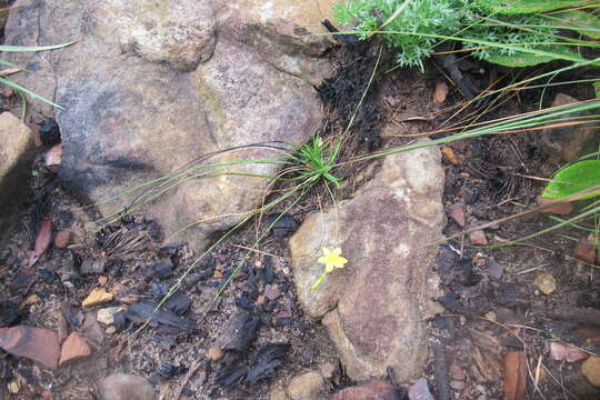 Image of Hypoxis longifolia Baker