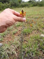 Слика од Dalea prostrata Ortega