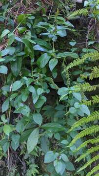 Image of Veronicastrum loshanense Tien T. Chen & F. S. Chou