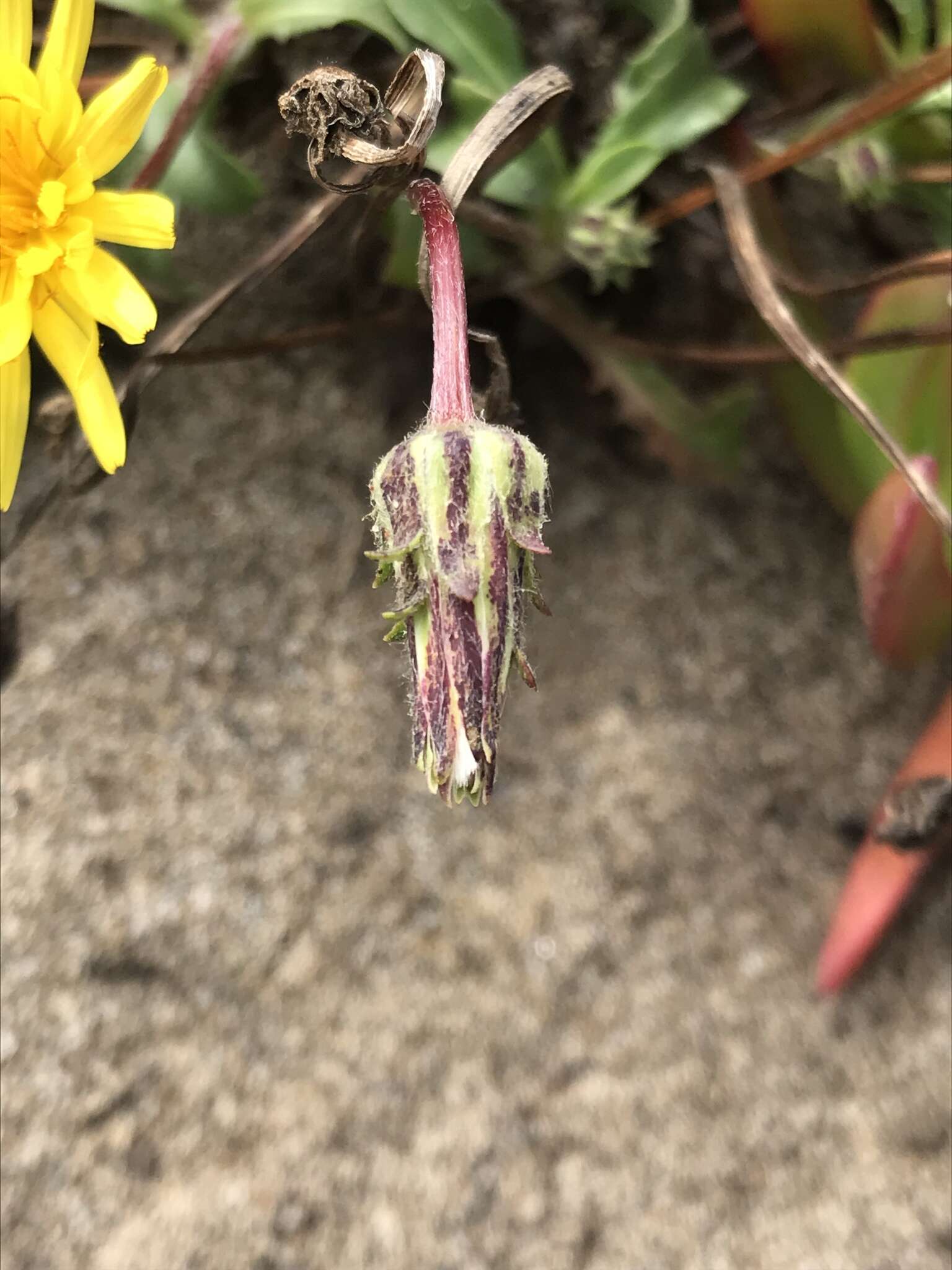 Image of woolly goat chicory