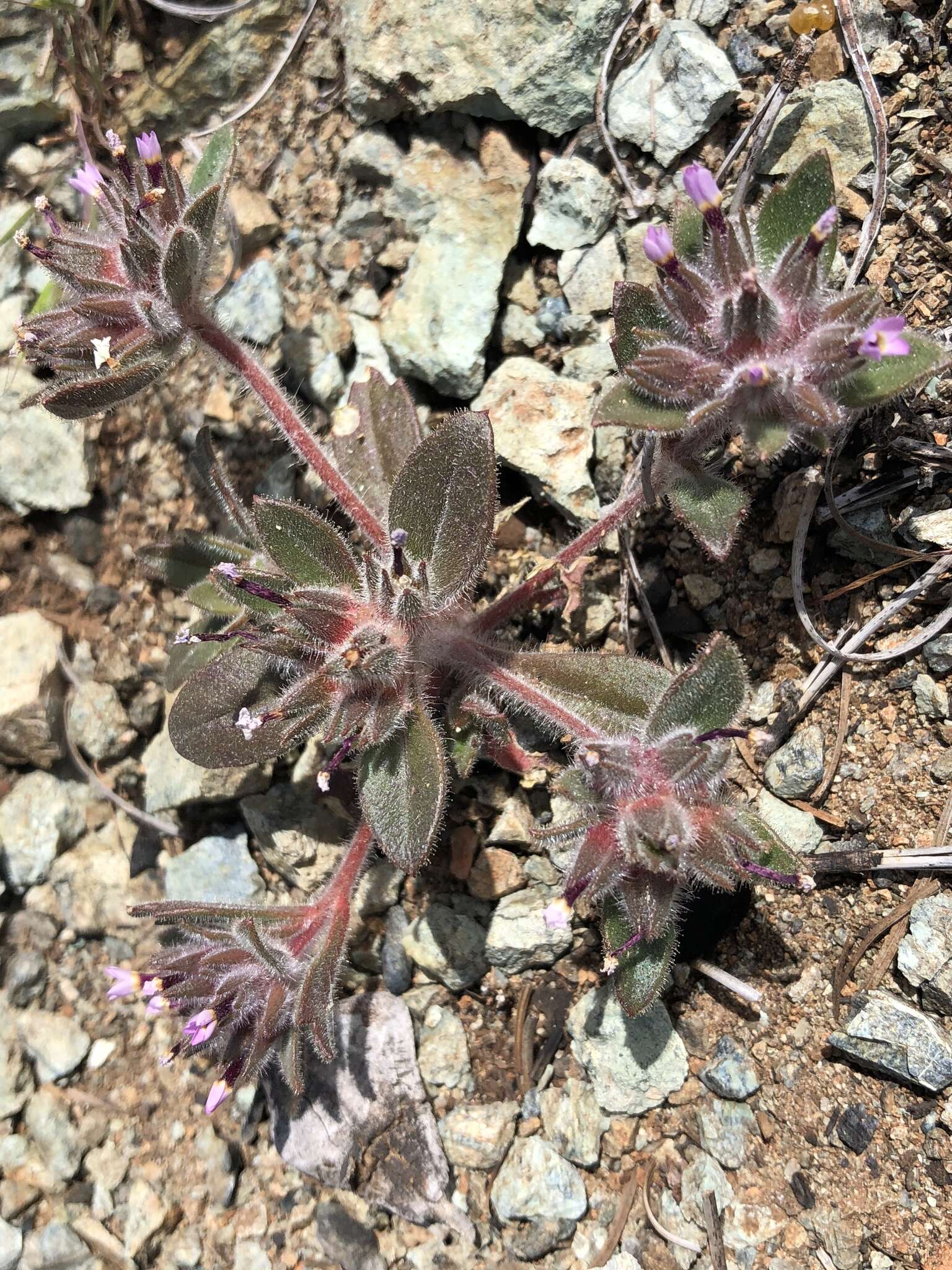 Image of serpentine collomia