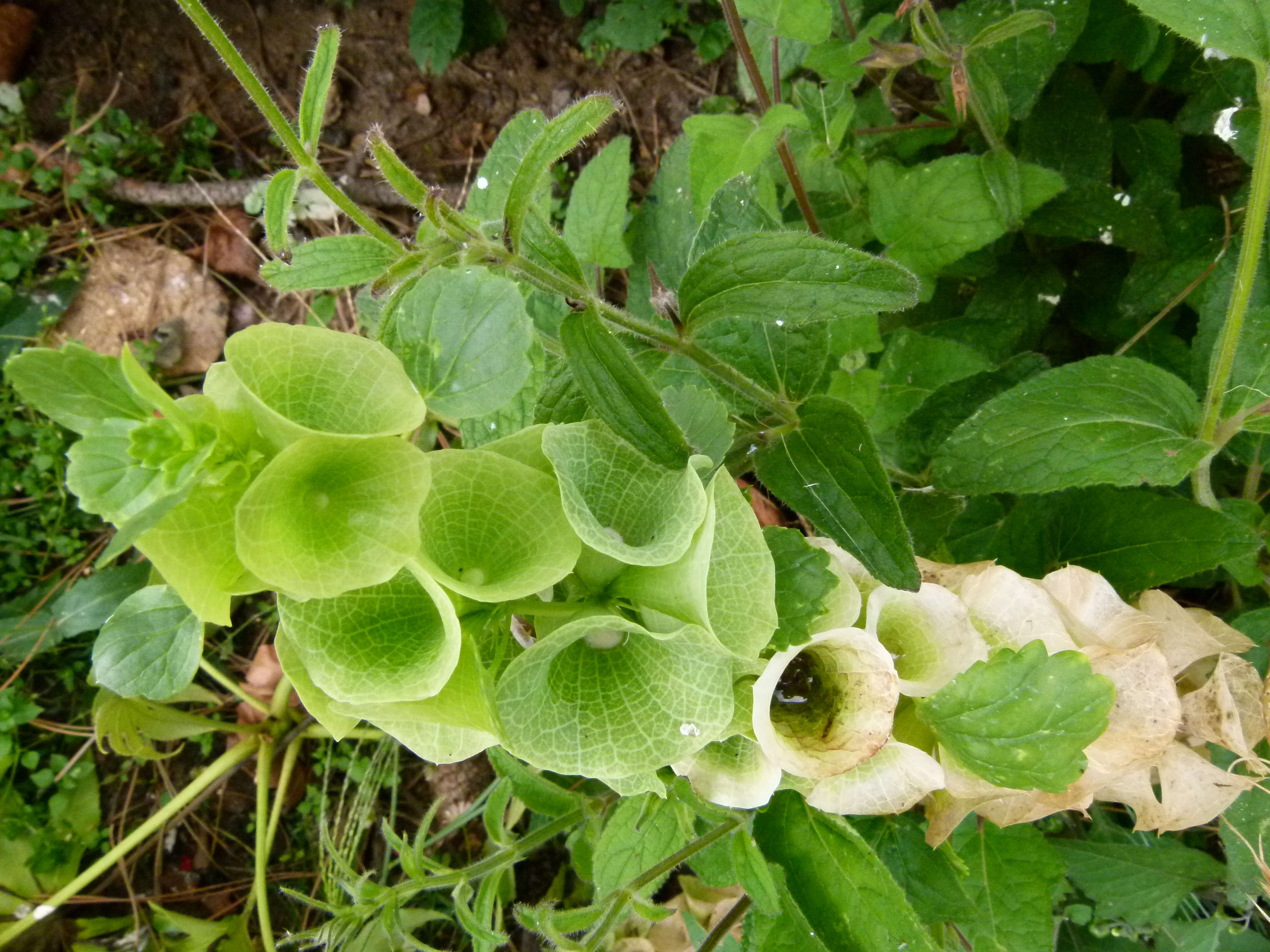Image of shellflower