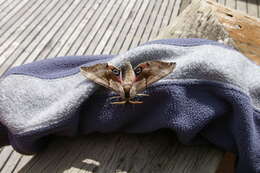 Image of One-eyed Sphinx, Eyed Hawk-moth