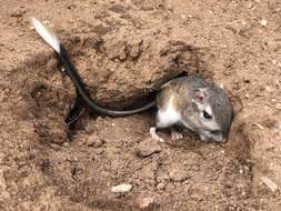 Image of banner-tailed kangaroo rat
