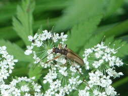 Image of Pidonia lurida (Fabricius 1793)