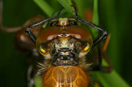 Image of Four-spotted Chaser