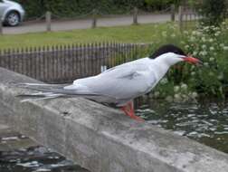 Image of Common Tern