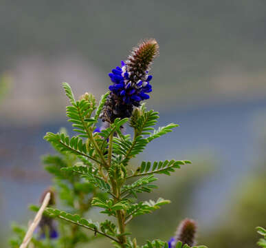 Dalea coerulea (L. fil.) Schinz & Thell.的圖片