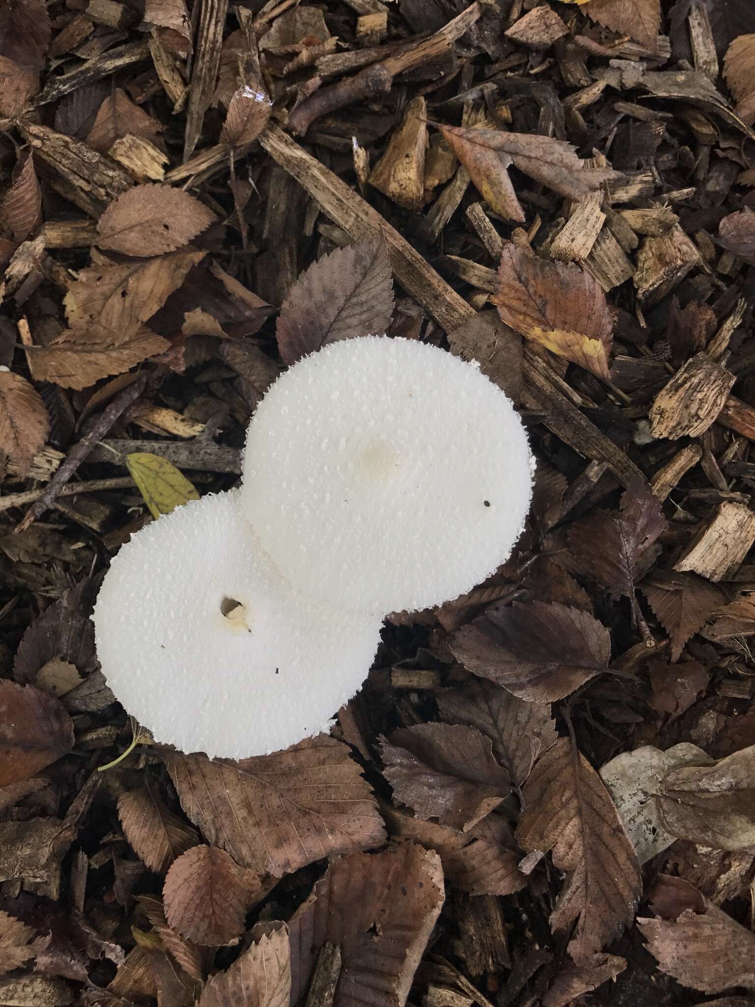 Image of Leucocoprinus cretaceus (Bull.) Locq. 1945