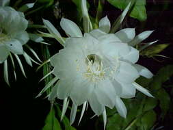 Image of Dutchman's Pipe Cactus