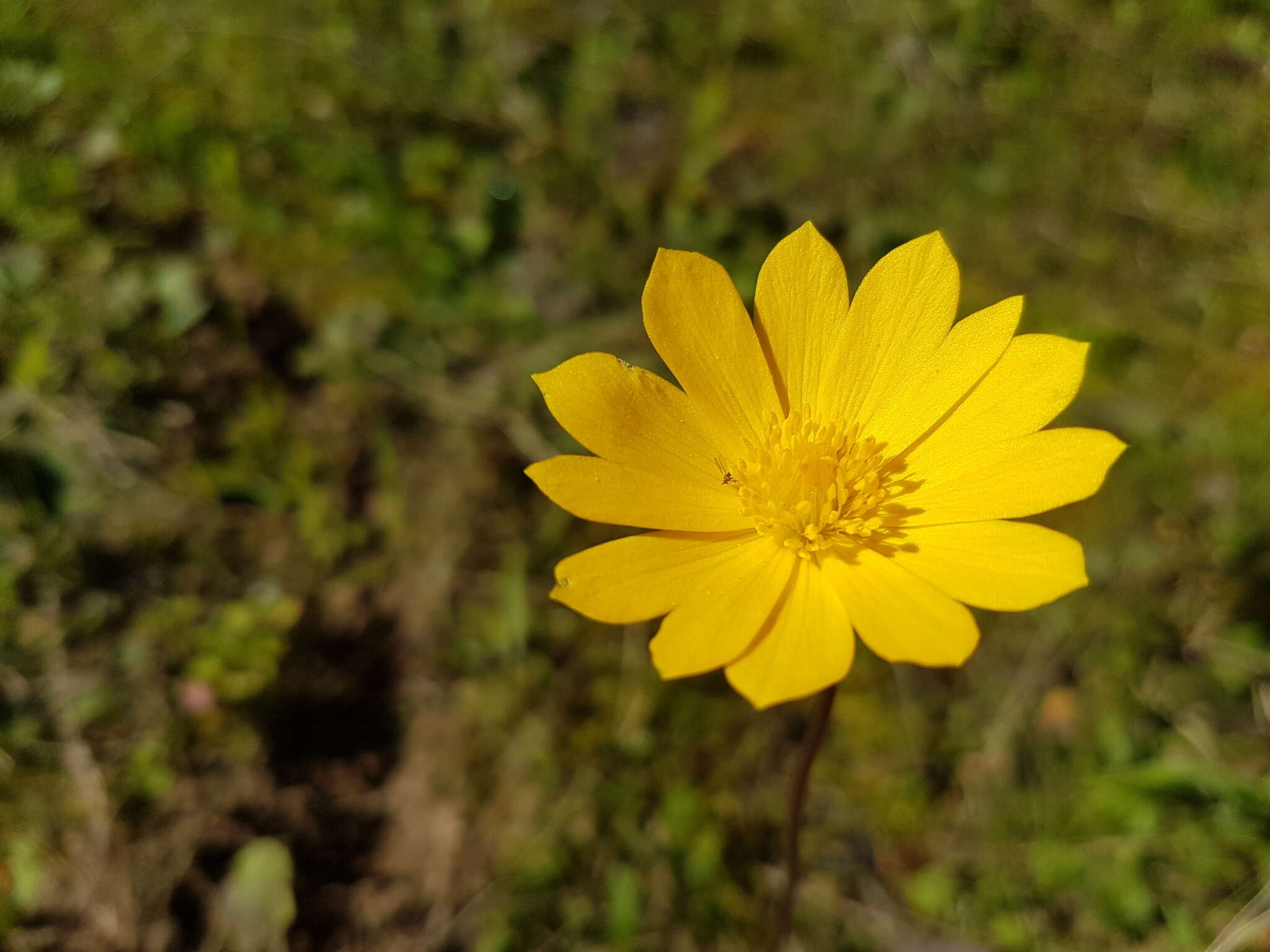 Image of Anemone palmata L.