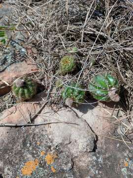 Parodia ottonis (Lehm.) N. P. Taylor resmi