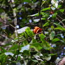 Sivun Archidendron hendersonii (F. Muell.) I. C. Nielsen kuva