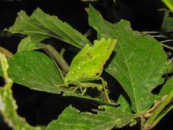 Image of Typophyllum bolivari Vignon 1925