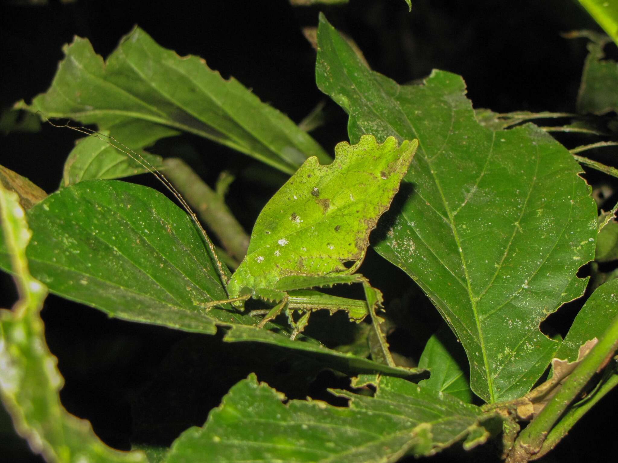 Image of Typophyllum bolivari Vignon 1925