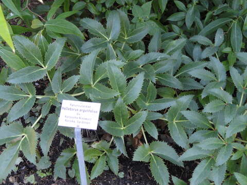 Image of Corsican hellebore