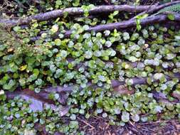 Image of Centella uniflora (Col.) Nannf.