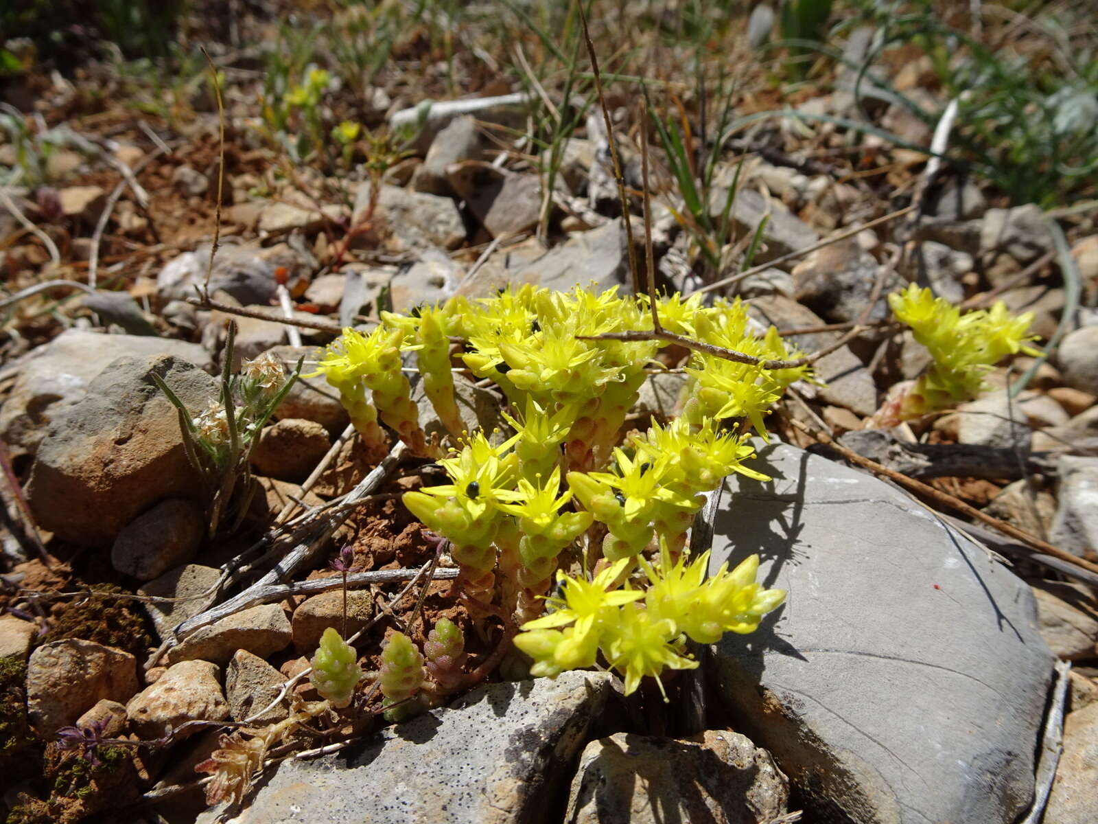 Plancia ëd Sedum acre L.