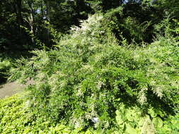 صورة Ligustrum quihoui Carrière