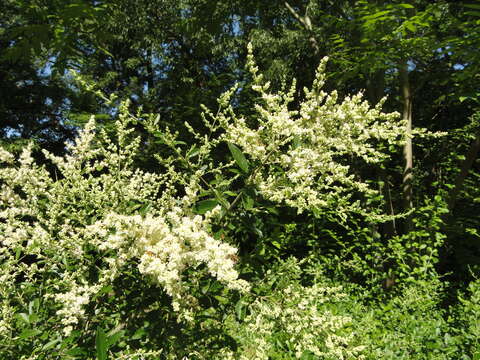 صورة Ligustrum quihoui Carrière