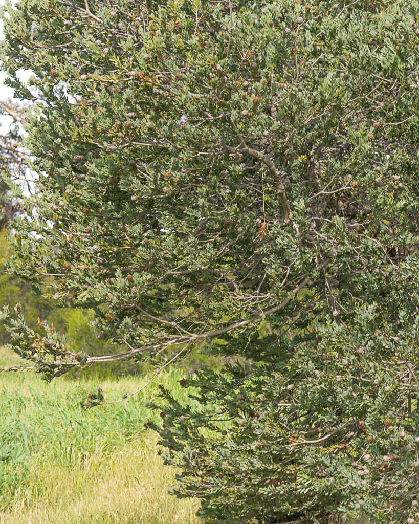 Image of Melaleuca nesophila F. Müll.