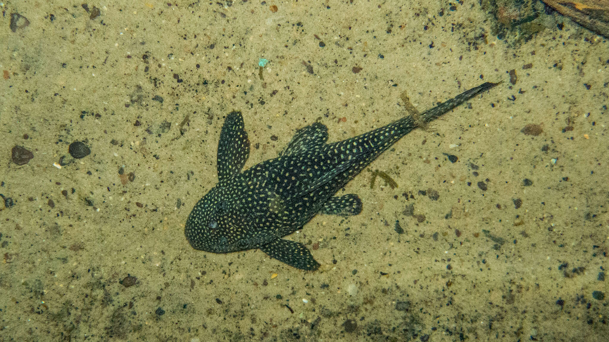 Image of Hypostomus delimai Zawadzki, de Oliveira & Debona 2013