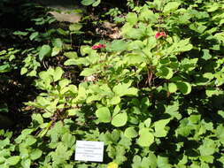 Image of Paeonia daurica Andrews