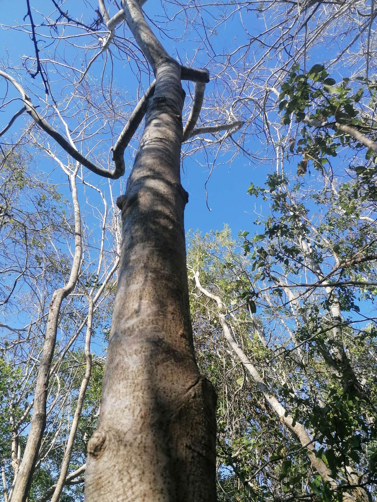 Image of Bursera jerzyi Medina