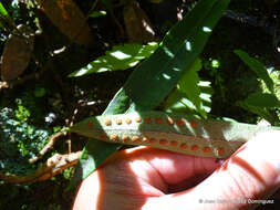 Image of redscale scaly polypody