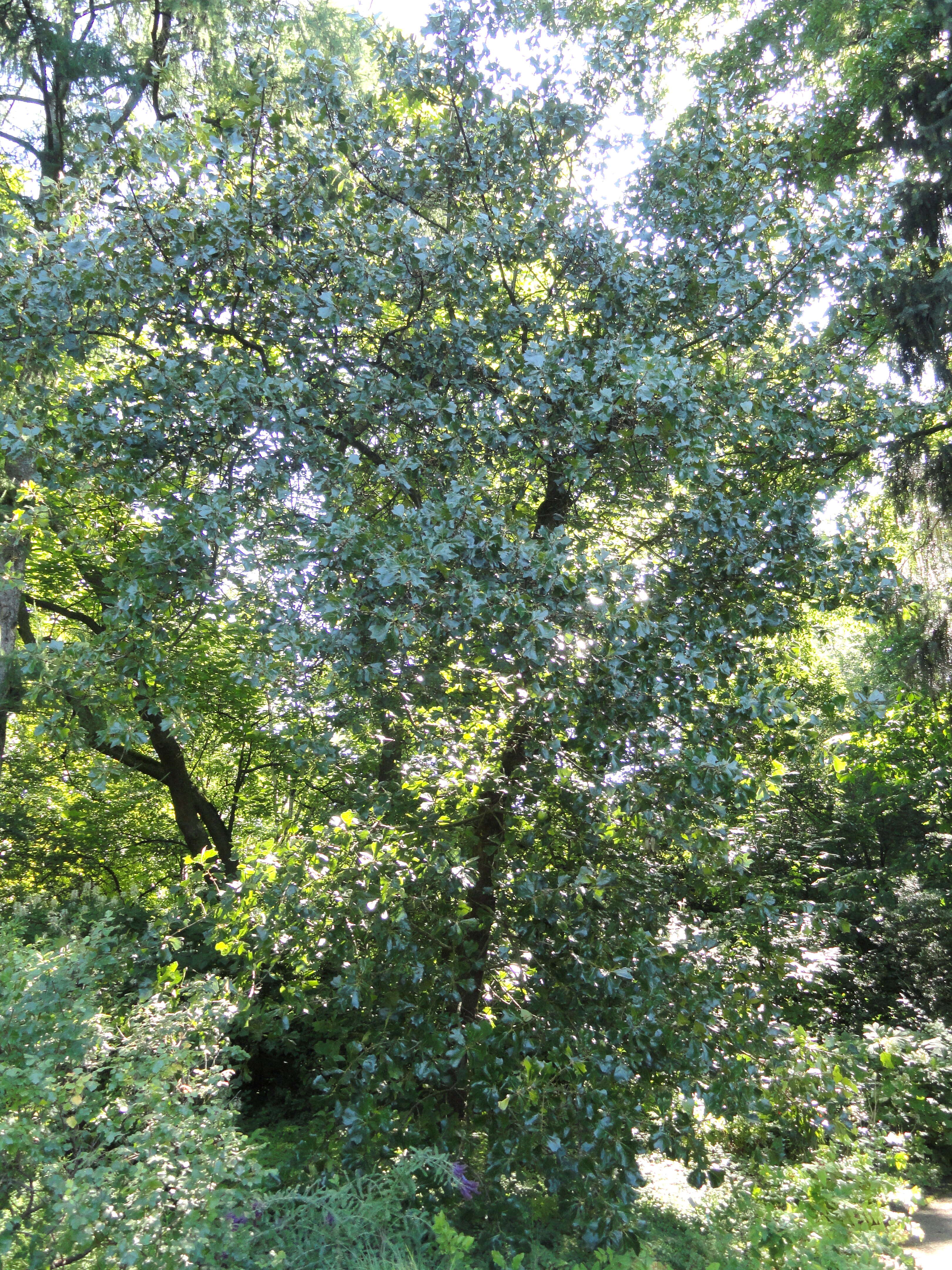 Image of Blackjack Oak