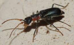 Cyrtosus cyanipennis resmi