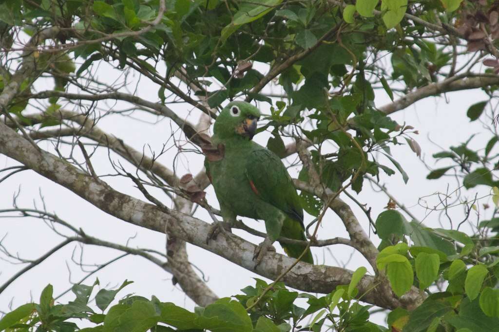 Image de Amazone poudrée