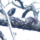 Image of Mountain Robin