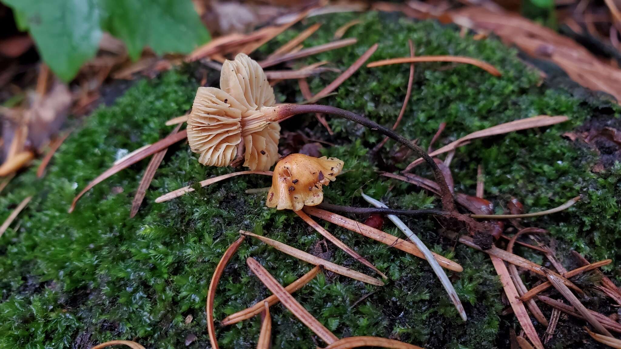 Image of Xeromphalina cornui (Quél.) J. Favre 1936