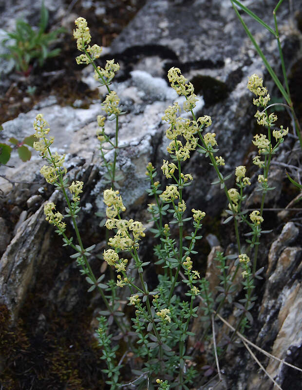 Image of Galium coriaceum Bunge