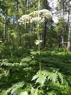 Image of Heracleum dissectum Ledeb.