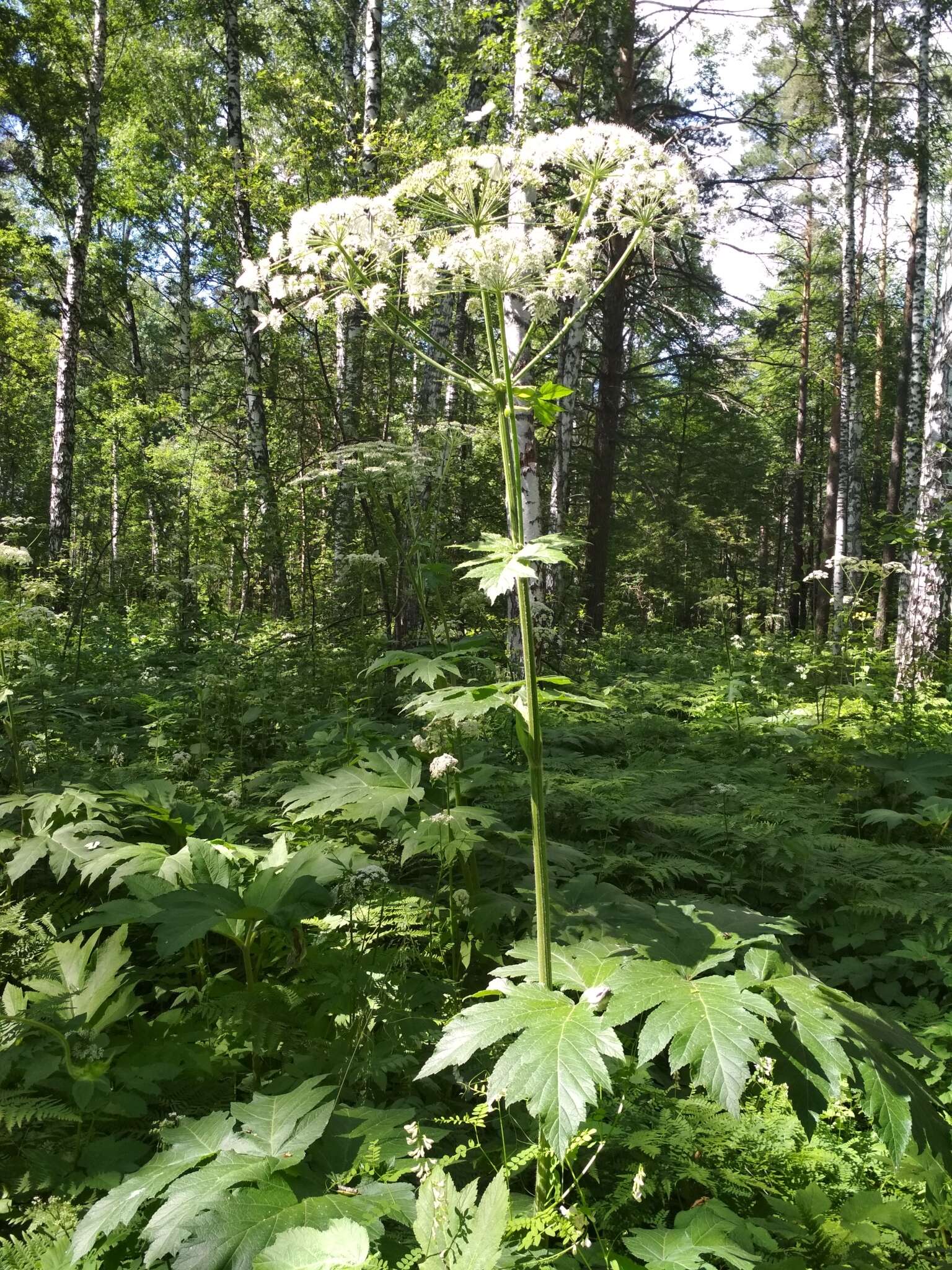 Image of Heracleum dissectum Ledeb.