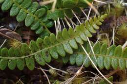 Image de Austroblechnum penna-marina subsp. penna-marina