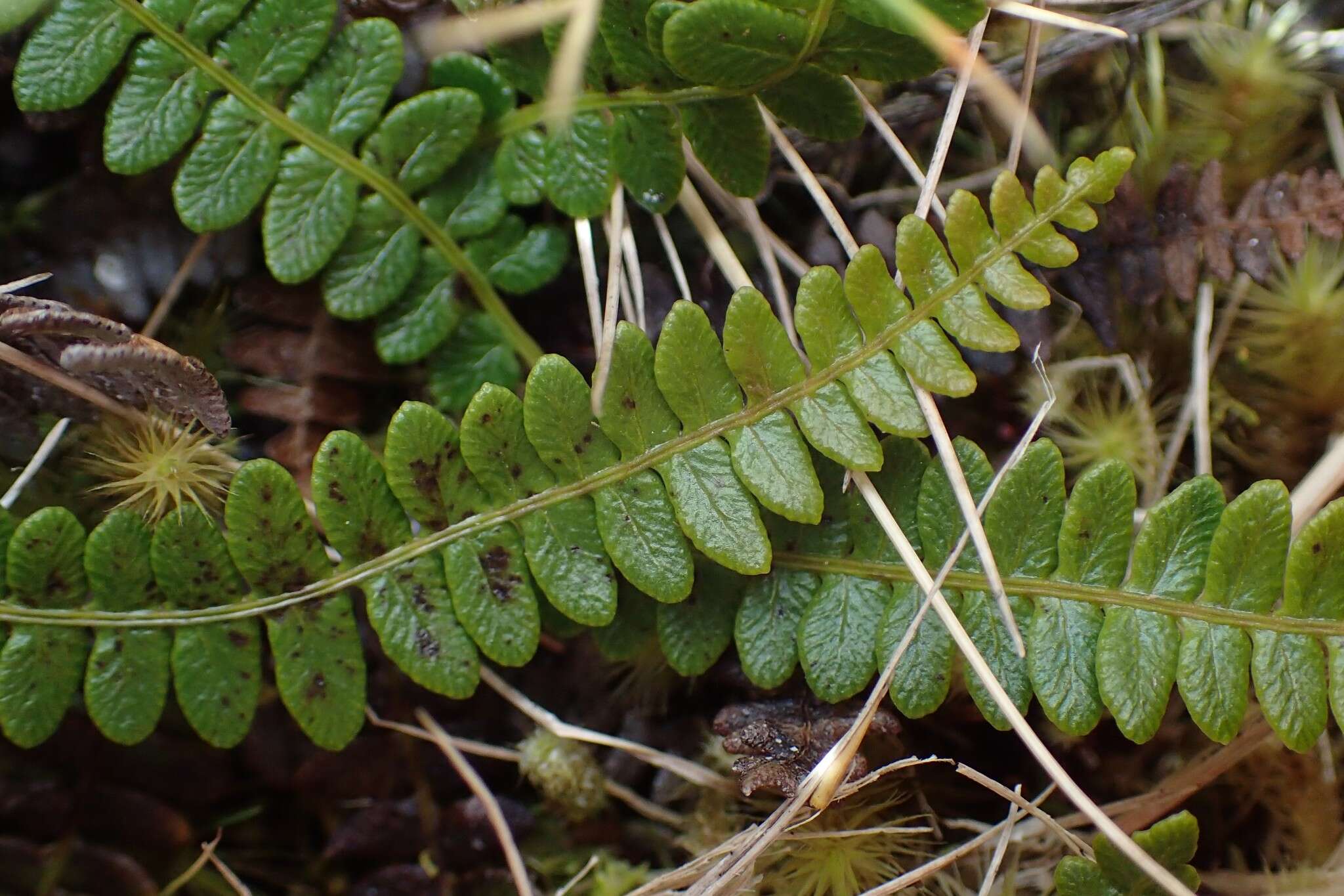 Image of Antarctic hard-fern