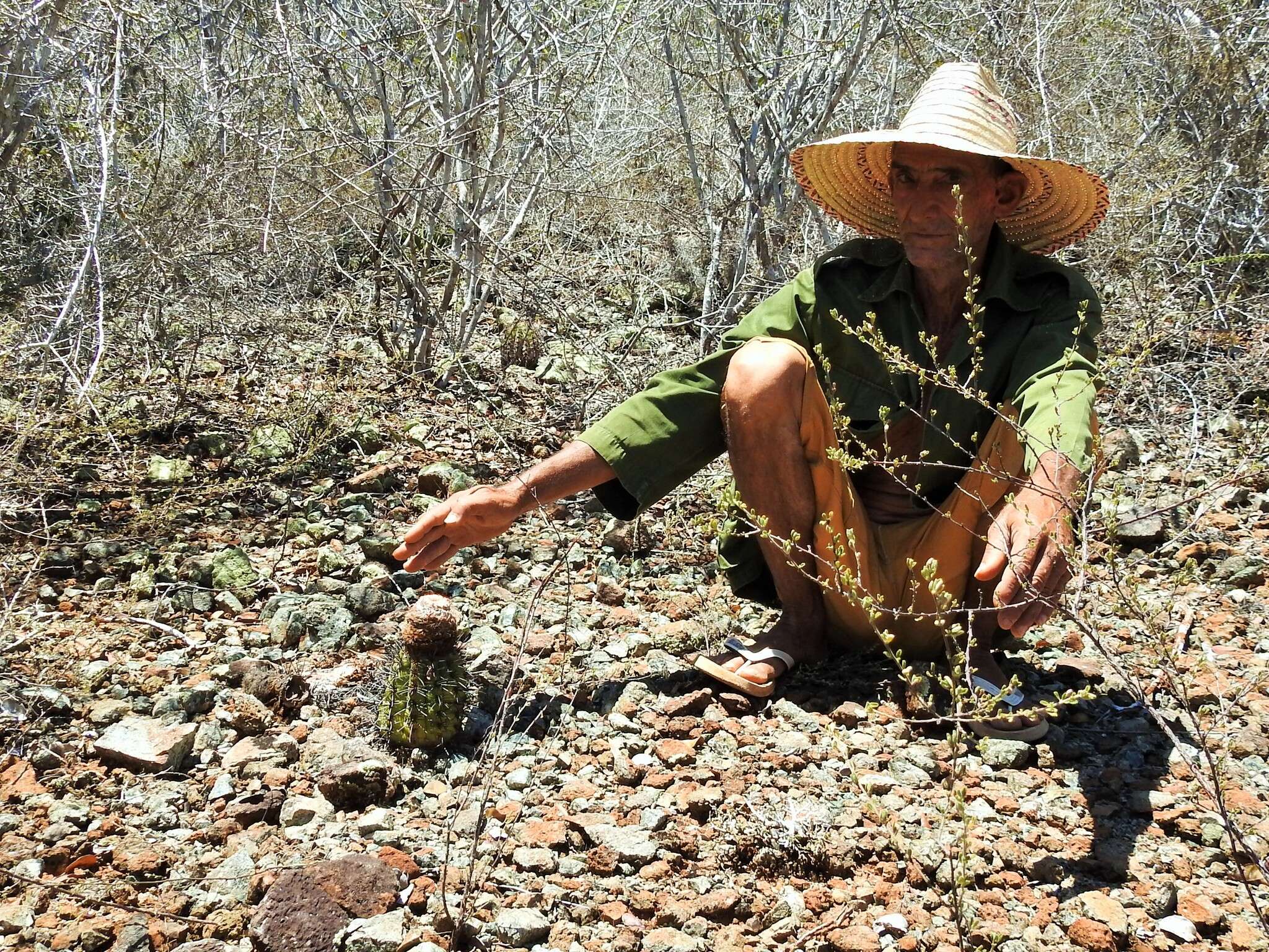 Melocactus curvispinus subsp. koolwijkianus (Suringar) G. Thomson resmi